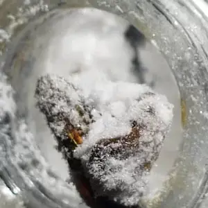 Buy CBD Isolate Powder Online